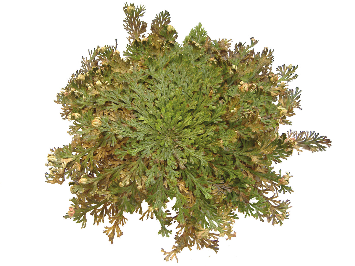 Die Rose von Jericho