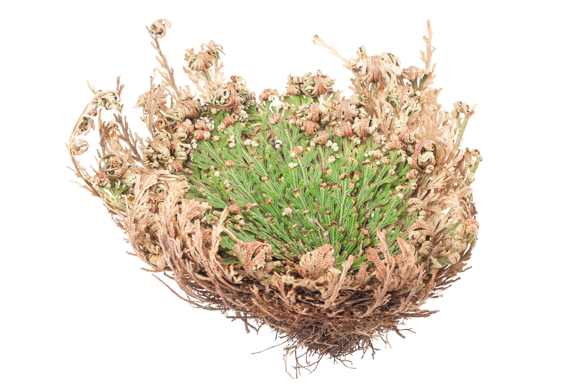 Die Rose von Jericho