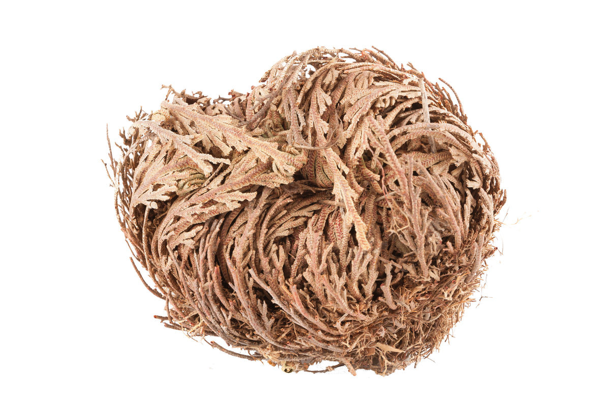 Die Rose von Jericho