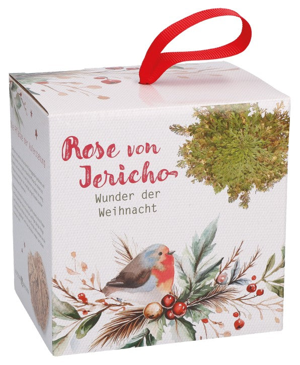Die Rose von Jericho